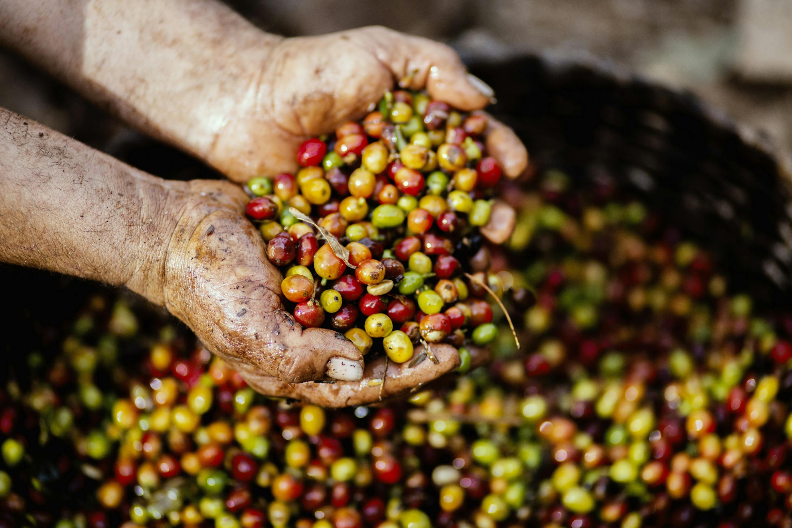 Close-up of hands holding freshly harvested coffee cherries. Vibrant colors symbolize a fruitful harvest.